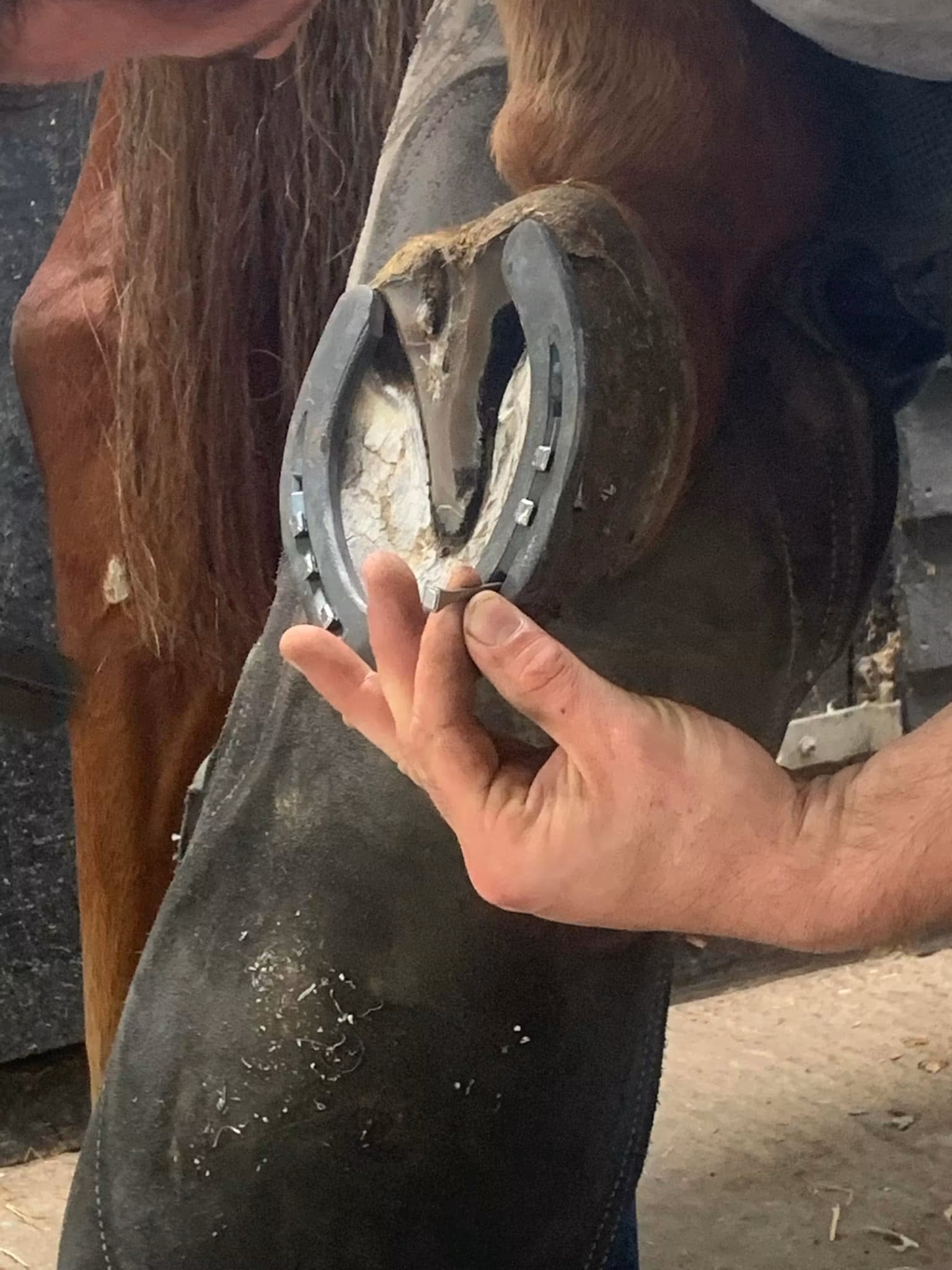 The Horse Shoe Experience 100 yrs of horse shoe history - Image 12