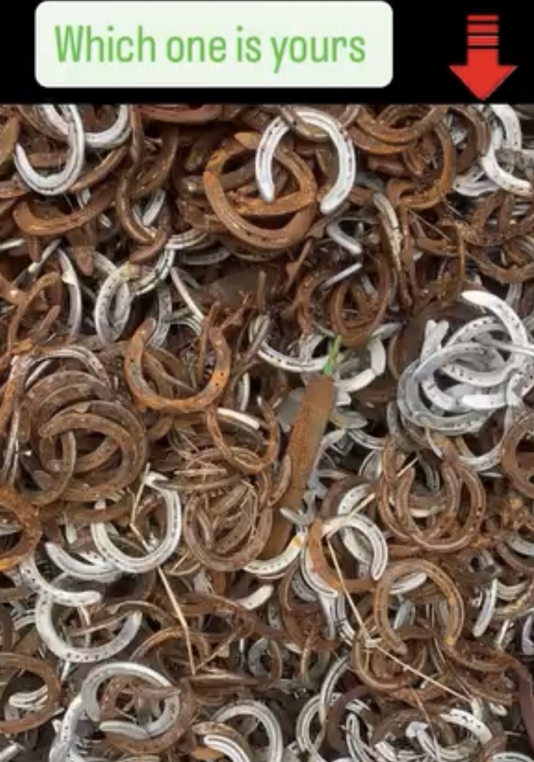 The Horse Shoe Experience 100 yrs of horse shoe history - Image 3