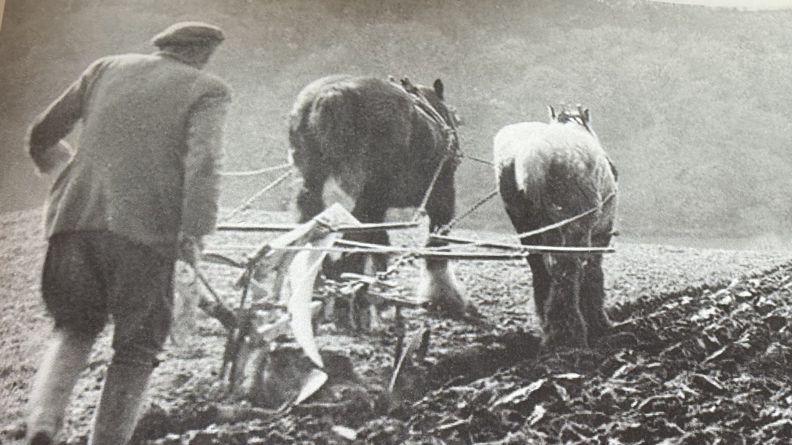 The Horse Shoe Experience 100 yrs of horse shoe history - Image 18