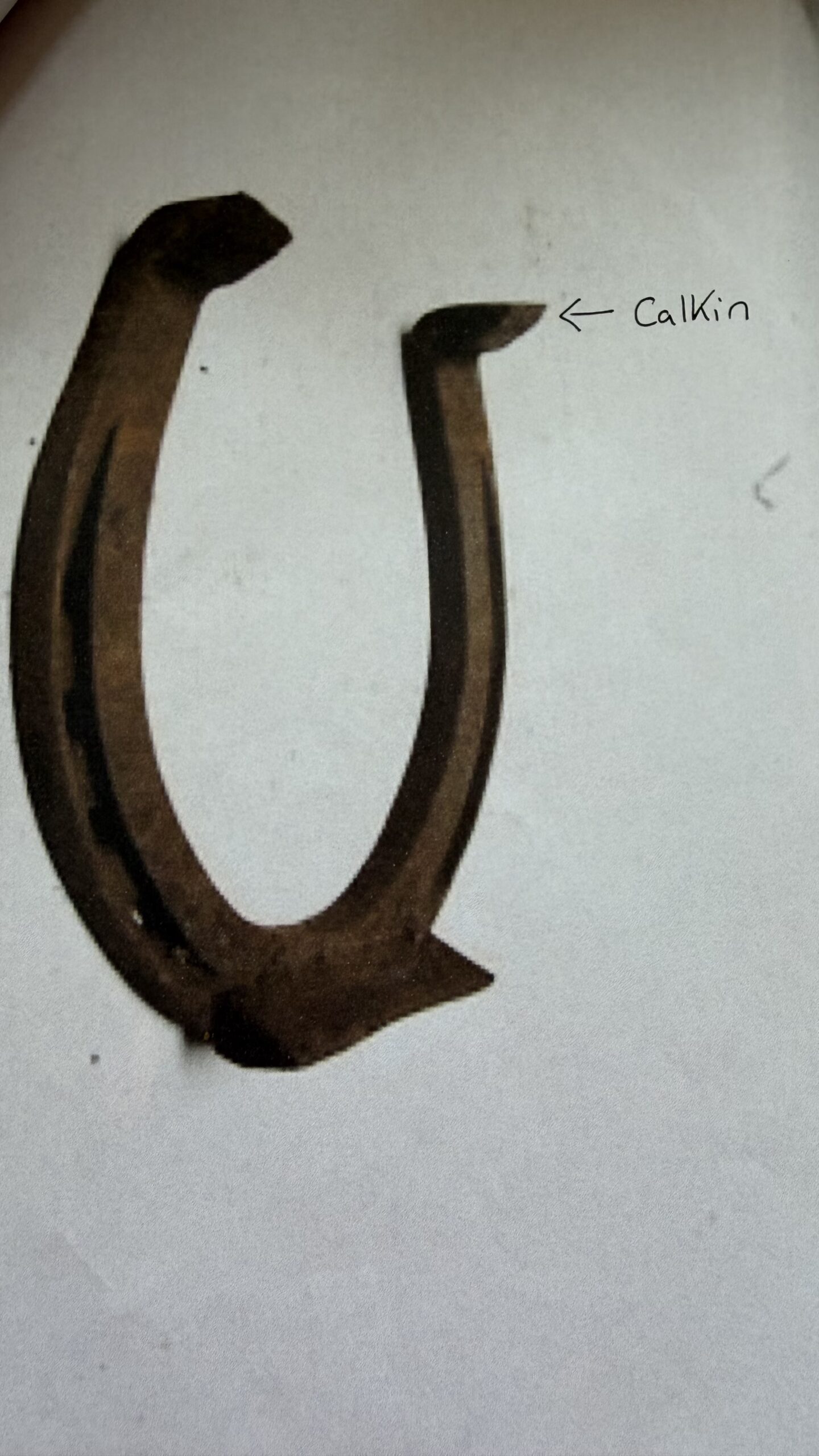 The Horse Shoe Experience 100 yrs of horse shoe history - Image 19